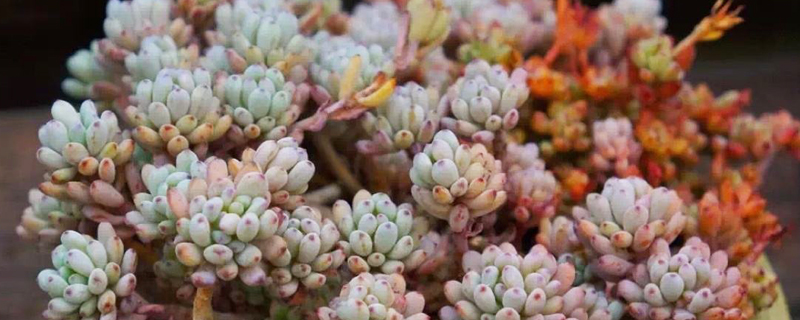 送多肉植物代表的含义 送多肉植物代表的含义