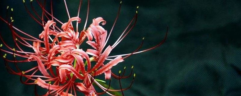 石蒜花为什么叫彼岸花 石蒜花为什么叫彼岸花