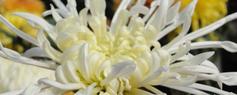 屋里能放菊花吗 屋里能放菊花吗