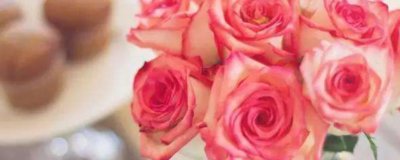 红袖玫瑰花语是什么 红袖玫瑰花语是什么