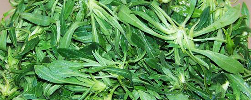 面条菜又叫什么名字 面条菜又叫什么名字