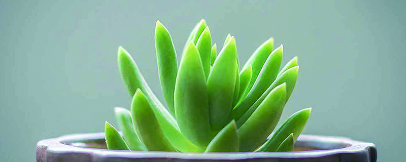 多肉植物发霉用什么 多肉植物发霉用什么