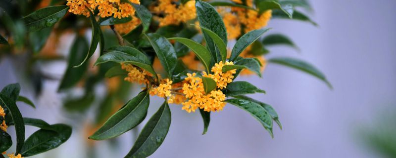 桂花叶子有白斑怎么办 桂花叶子有白斑怎么办