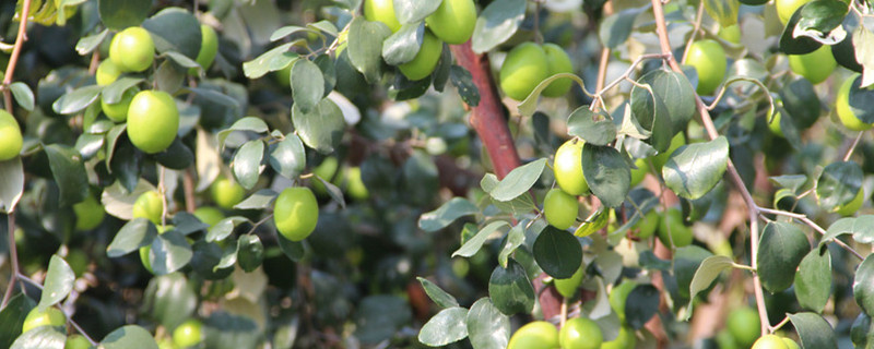 油茶树可嫁接什么树 油茶树可嫁接什么树