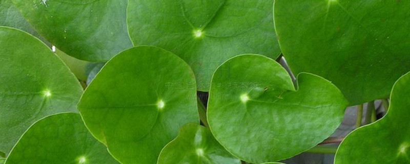 夏天能水培什么样的花 夏天能水培什么样的花