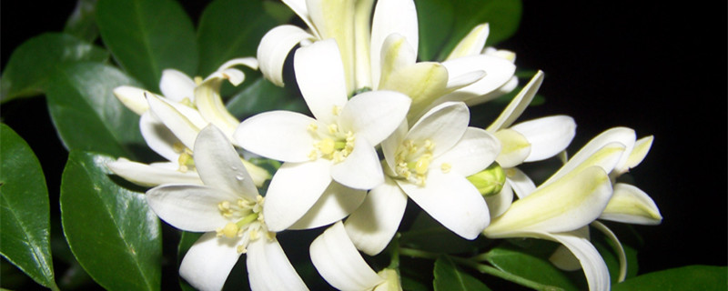 什么花驱蚊 什么花驱蚊