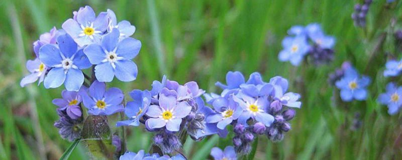 勿忘我花籽什么时候种 勿忘我花籽什么时候种