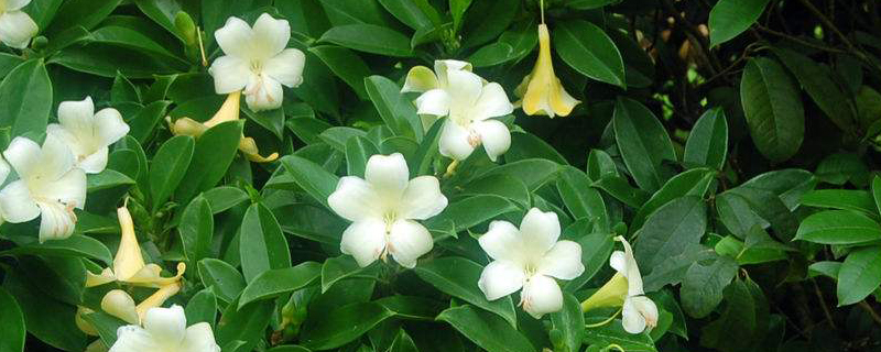 非洲茉莉什么样 非洲茉莉什么样