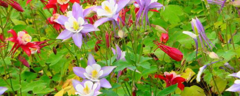 耧斗菜用什么花盆 耧斗菜用什么花盆