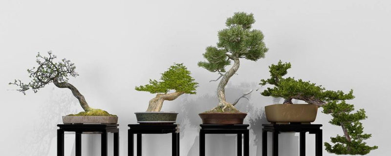 盆景都是什么植物 盆景都是什么植物