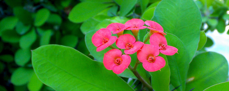 刺梅花长什么样 刺梅花长什么样