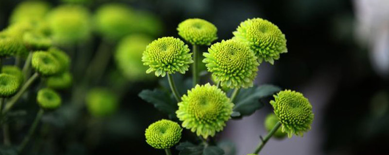 花卉上什么化肥 花卉上什么化肥