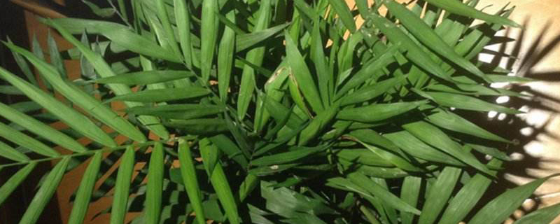 什么大植物好养耐阴
