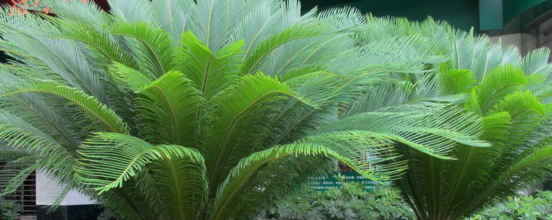 栽植铁树用什么盆 栽植铁树用什么盆