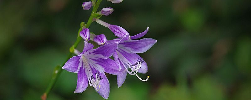 玉簪开什么颜色的花 玉簪开什么颜色的花