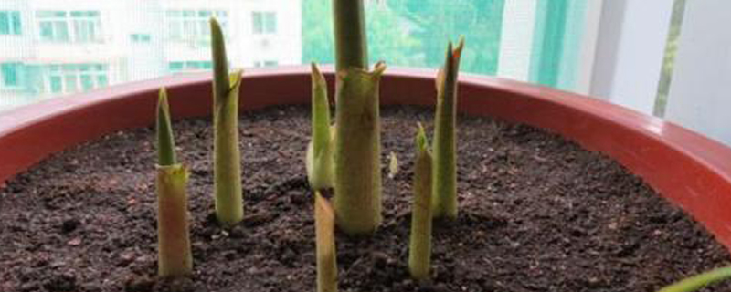 马蹄莲种球种植后养护方法 马蹄莲种球种植后养护方法