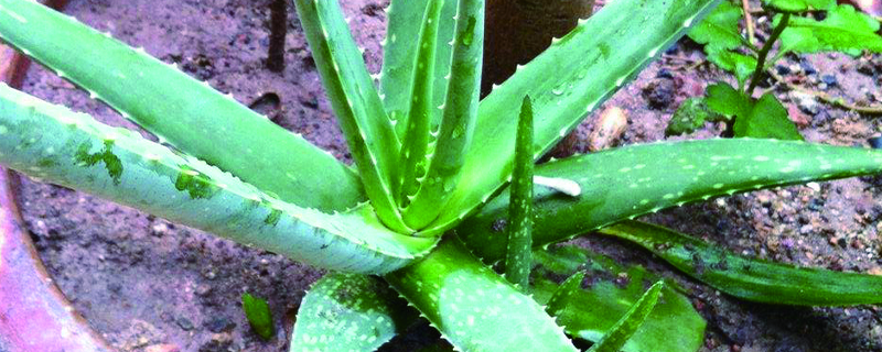 什么盆栽植物好养 什么盆栽植物好养
