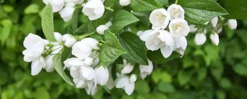 茉莉什么时候栽 茉莉什么时候栽