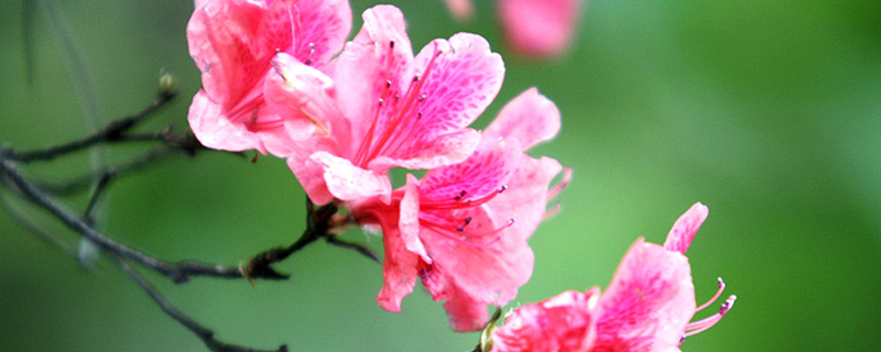 杜鹃花用什么土栽植 杜鹃花用什么土栽植