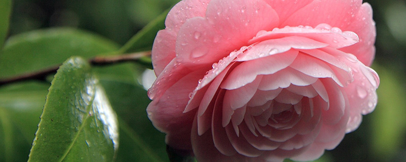 给花卉浇水要注意什么 给花卉浇水要注意什么