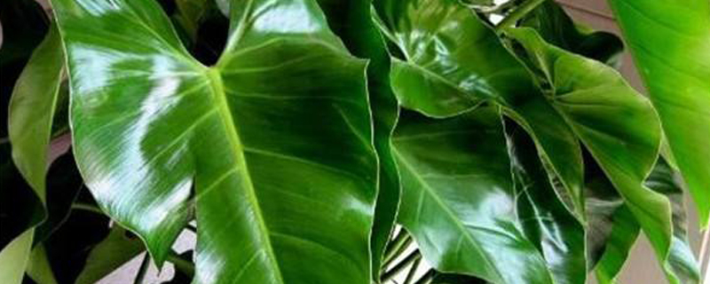绿宝石植物需要什么肥 绿宝石植物需要什么肥