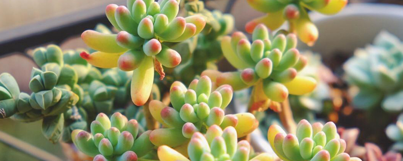 什么多肉植物最好养 什么多肉植物最好养