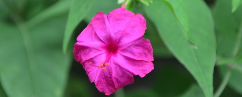 紫茉莉什么时候开花 紫茉莉什么时候开花