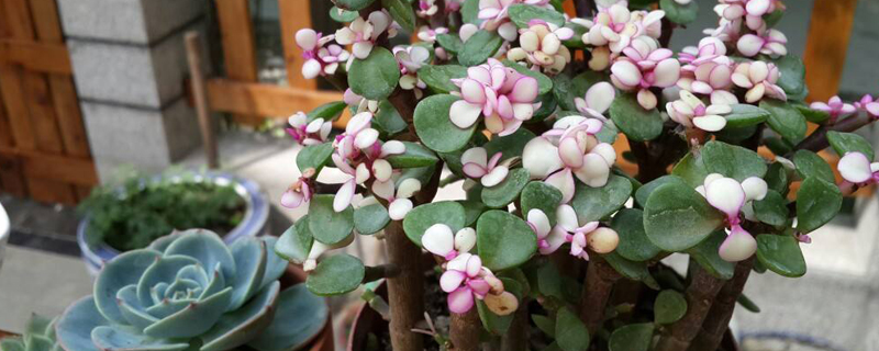 金枝玉叶什么季节开花 金枝玉叶什么季节开花