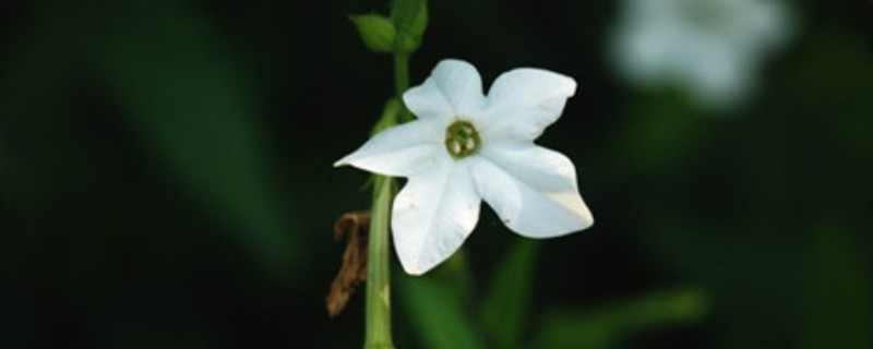 花烟草什么时候播种 花烟草什么时候播种