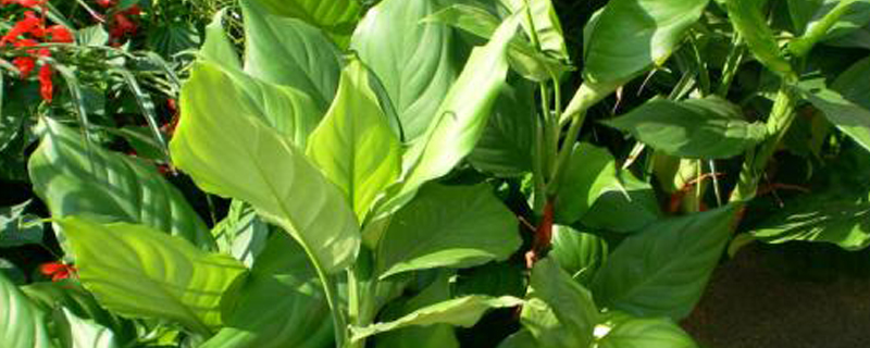 冬夏常青的植物有什么 冬夏常青的植物有什么