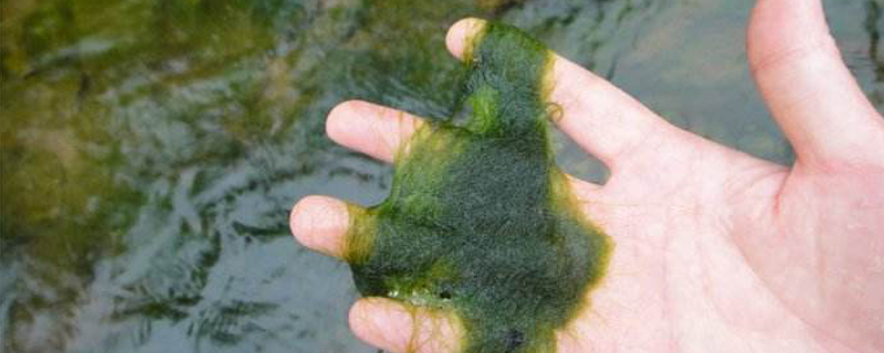 水绵是什么植物 水绵是什么植物
