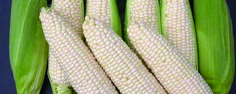 玉米是什么植物 玉米是什么植物