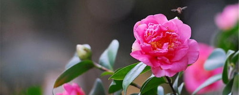 茶花在什么温度下开花 茶花在什么温度下开花