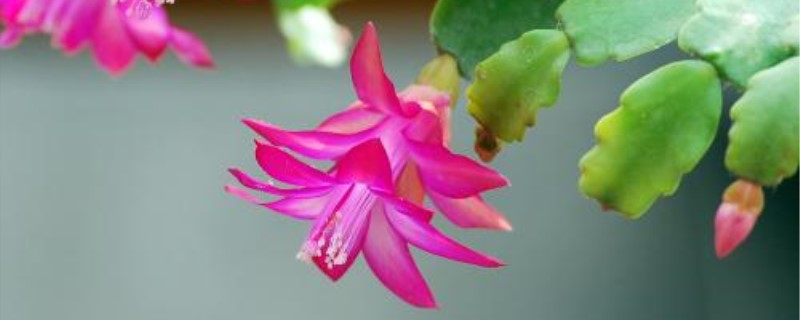 蟹爪兰什么时候开花 蟹爪兰什么时候开花