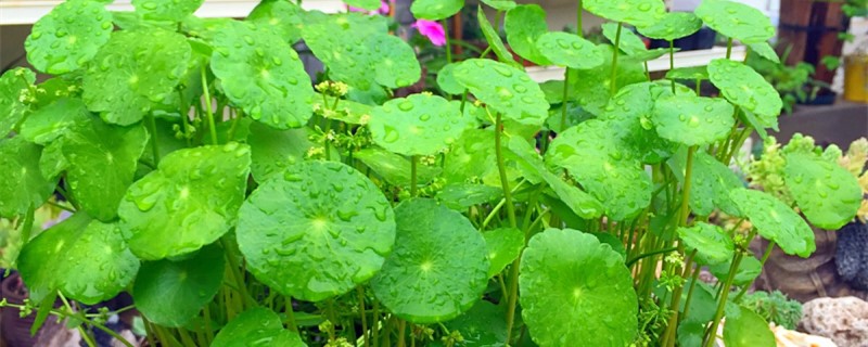 铜钱草用什么盆 铜钱草用什么盆