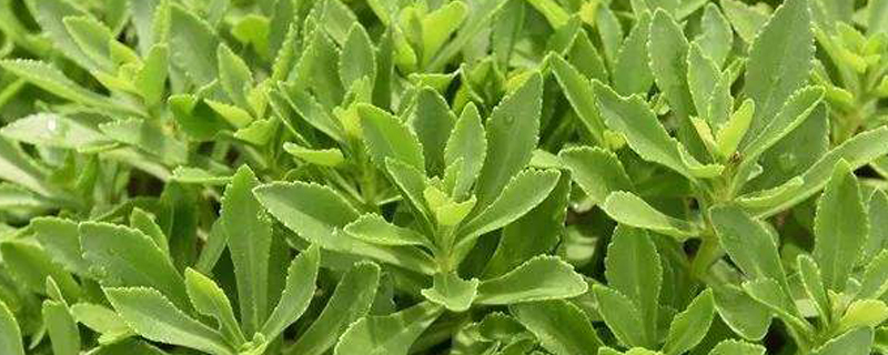 高钙菜是什么菜 高钙菜是什么菜