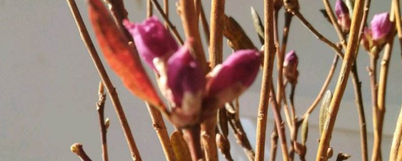 干枝杜鹃开花时间多久 干枝杜鹃开花时间多久