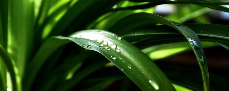 18种家庭净化空气的植物 18种家庭净化空气的植物