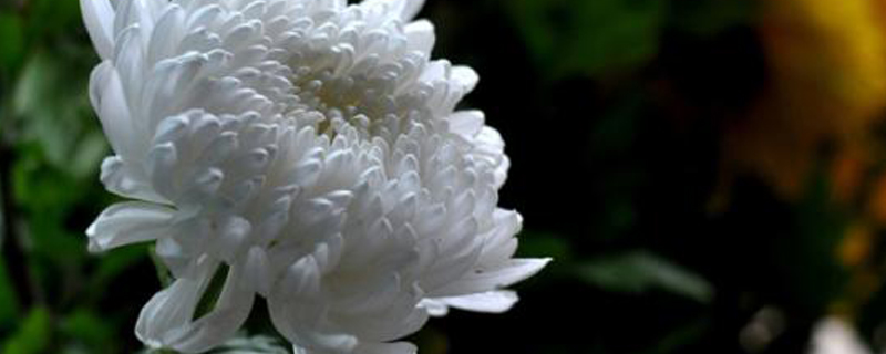 白色的菊花代表什么 白色的菊花代表什么