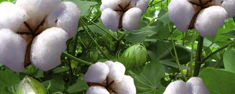 棉花打顶技术要领 棉花打顶技术要领