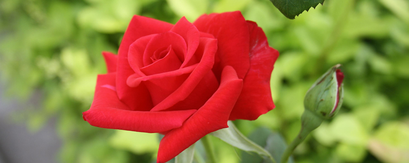 玫瑰花语每朵代表什么 玫瑰花语每朵代表什么