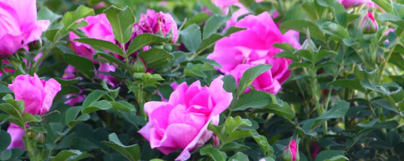 玫瑰花养护方法 玫瑰花养护方法