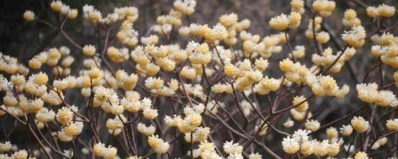 结香花的禁忌 结香花的禁忌