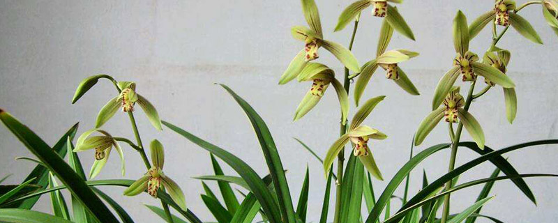 花中君子是哪四种花 花中君子是哪四种花