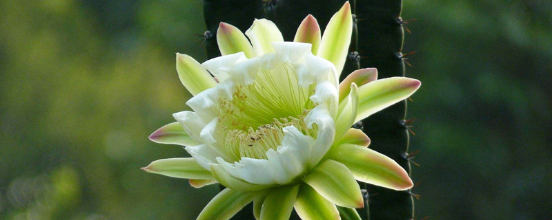 龙骨哪个季节打顶 龙骨哪个季节打顶