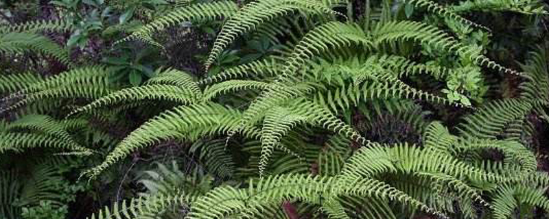 里白是什么植物 里白是什么植物