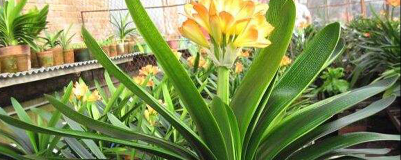 君子兰开花护理 君子兰开花护理
