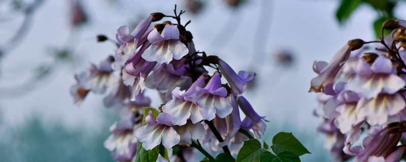 泡桐花的花语 泡桐花的花语