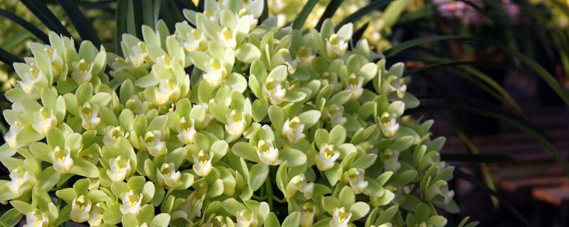 蕙兰花语 蕙兰花语