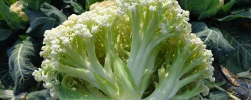 松菜是什么菜 松菜是什么菜